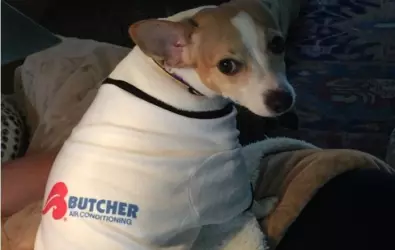 dog wearing Butcher AC t-shirt