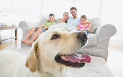 Happy Labrador retriever in foreground with family of four sitting on a couch in bright living room