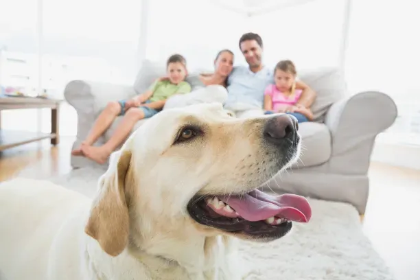 Happy Labrador retriever in foreground with family of four sitting on a couch in bright living room